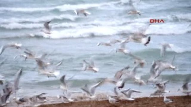 Aydın Didim Altınkum Plajı'nı Martılar Bastı