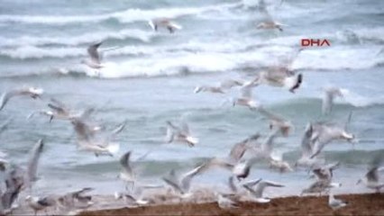 Aydın Didim Altınkum Plajı'nı Martılar Bastı