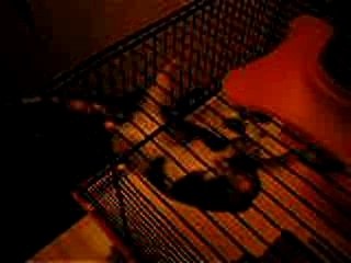 Spider-hamster