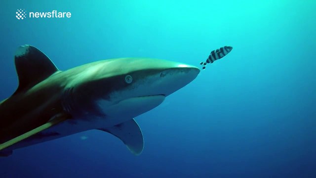 Shark appears to rub noses with diving instructor