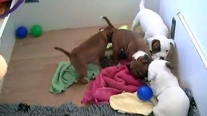 65ème vidéo Les chiots de STAFFORDLAND