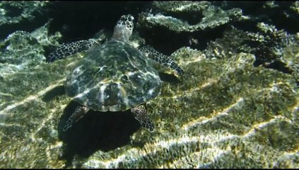 Vues sous-marines Kani (Club Med Maldives)