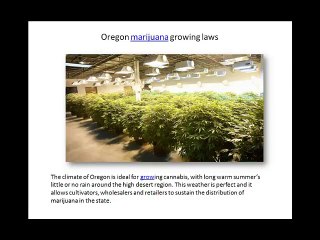 Oregon marijuana growing laws