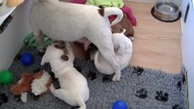 66ème vidéo La maman allaite  ses petits chiots de STAFFORDLAND