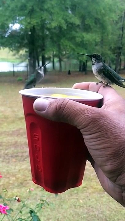 This Man Is Feeding A Hummingbird Out Of A Cup When This Happens Seconds Later…