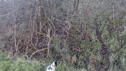 Bécasses du 24 Janvier 2016