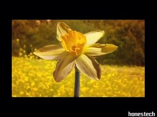 Marcela Gandara - Vine a adorarte