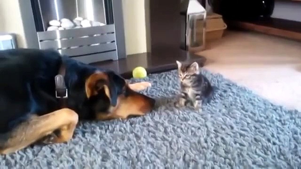 Очень мило! Взрослый пес умоляет маленького котенка поиграть с ним