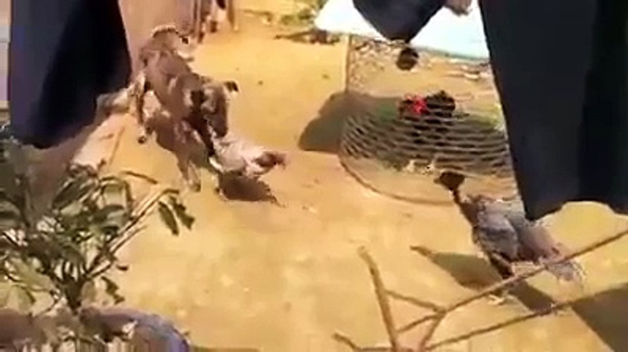 A Dog trying to prevent a quarrel between roosters.