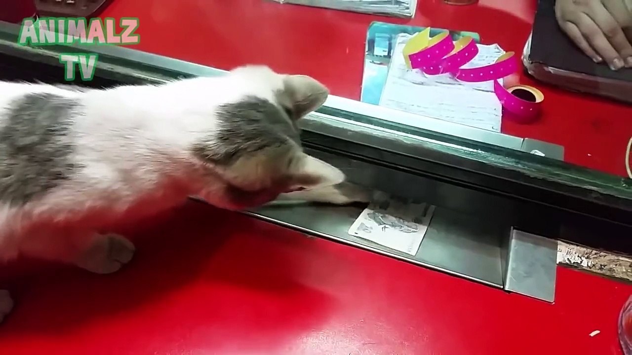 Gato malo intenta robar el dinero de cajero - Funny Cat Videos [Nuevo vídeo HD 2016]