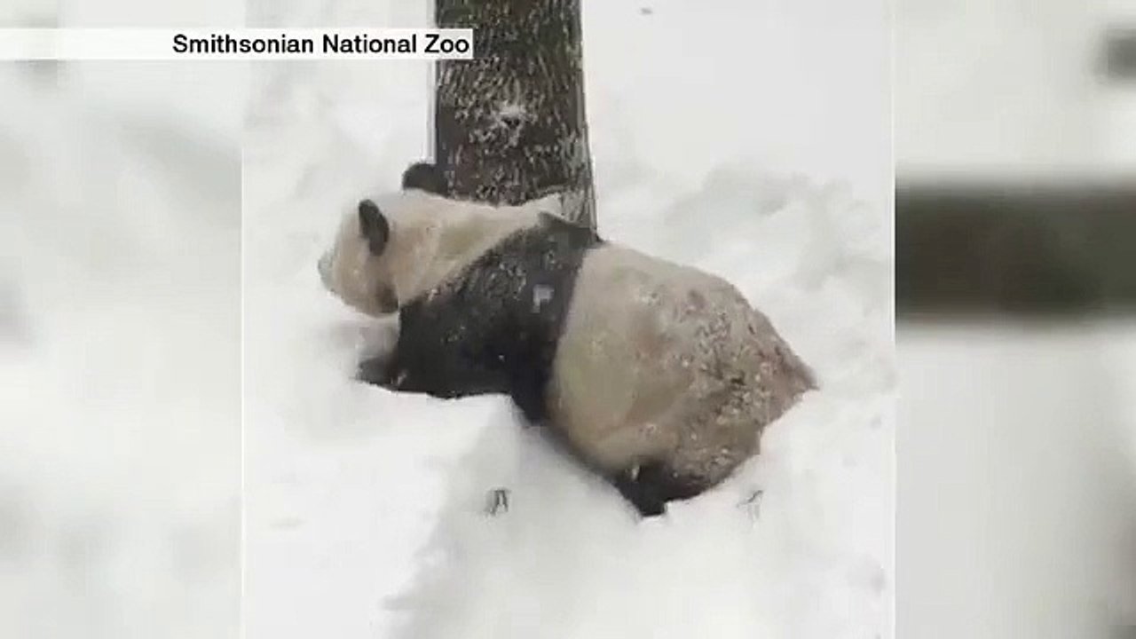Snowzilla