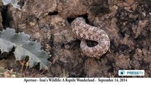 Spider tailed horned viper