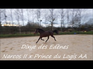 Dixye des Edènes - janvier 2016