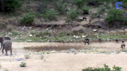 Elephants Protect Baby Elephant Calf From Wild Dogs