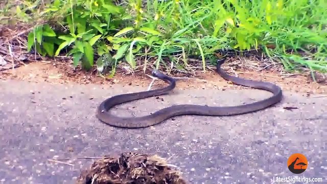 Battle Between a Boomslang Snake and a Flap-Necked Chameleon
