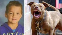 Pit bull mauls 7-year-old North Carolina boy to death in vicious attack