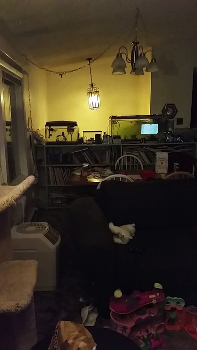 Tremblement de terre en Alaska filmé dans une maison - 7,1 sur l'échelle de Richter