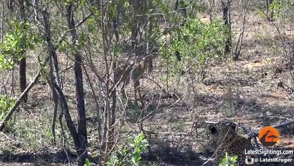 When the Leopard Lies Down With the (Impala) Lamb