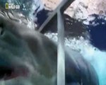Жесть атака белой акулы на человека⁄животные⁄нападение⁄акула людоед⁄нападение животных на людей⁄