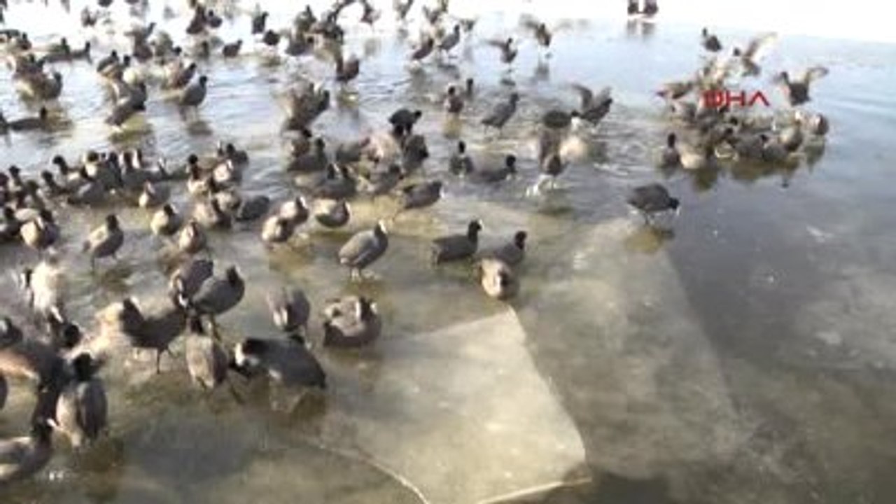 Mogan Gölü Buz Tuttu, Hayvanlar Olumsuz Etkilendi