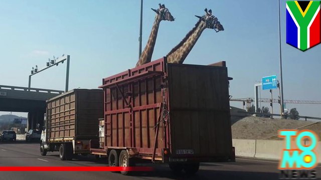 Жираф погиб, ударившись головой о мост