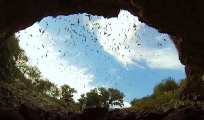 Yarasa kolonisinin mağaradan çıkış anı kamerada