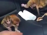 Tiny Cute Littel Monkeys