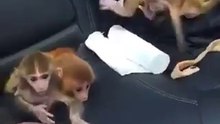 Tiny Cute Littel Monkeys