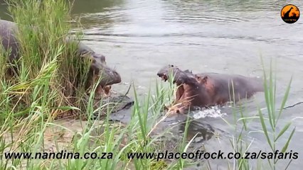 Hippos Fighting for Dominance - 21 November 2012 - Latest Sightings