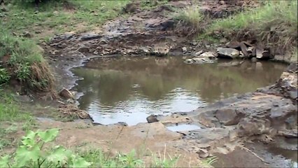 Battle at Kruger- Crocodile vs Tortoises - Continuation!