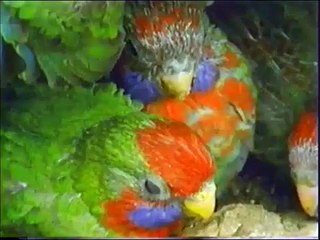 Rozella Papağanı Rozella Parrot Nest...