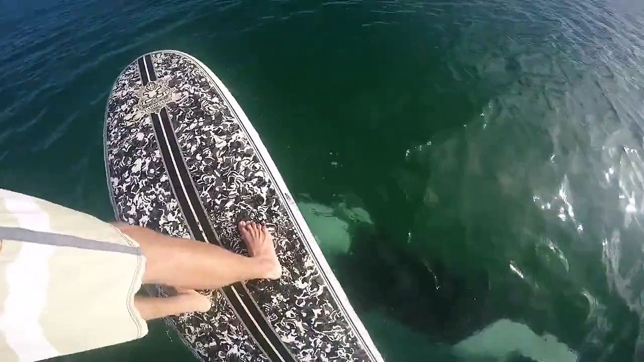 Cet homme croise un orque lors de sa sortie en paddle