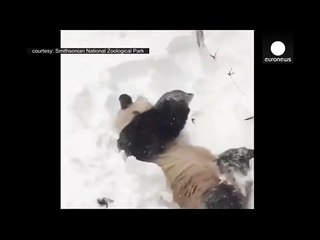 ABD'de karın keyfini panda Tian sürüyor