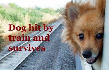 Dog hit by train survives | Viral on whatsapp