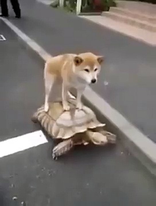 Un chien qui se déplace en tortue