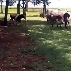 hahhahaha  v amaziing a goat hit down a cow on ground must watch