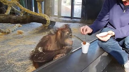 Monkey enjoying the company of a man