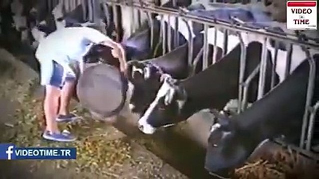 Bu videodan sonra inek derken bir kere daha düşünün