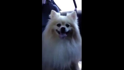 Panting Dog Gives Funny Tongue-Wave(Very Funny)