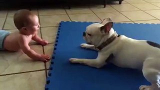 Baby hilariously entertained by spinning French Bulldog