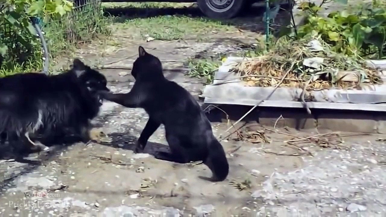 Funny Animals-Funny Cats Compilation - January 2014