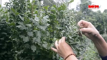 Người dân điêu đứng khi hoa cúc tết không ra bông