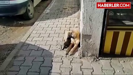 Üşüyen Kedi, Köpeğe Sokularak Isınmaya Çalıştı