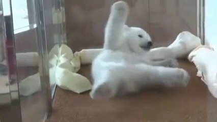 funny animals.2016 Самые смешные видео приколы с животными 2016