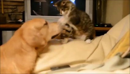 Dog and cat battle for spot on the couch