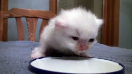 silly cat compilation 2016 - cute cats and dogs love babies compilation 2016