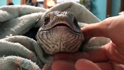 Savannah monitor Relax | Cute reptile |