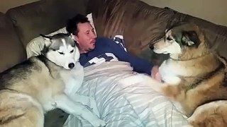 Jealous dog demands more attention
