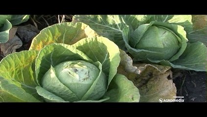 Kako da se četvoročlana porodica izdržava od povrtarstva?