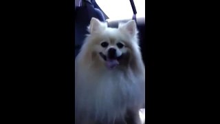Panting dog gives funny tongue-wave